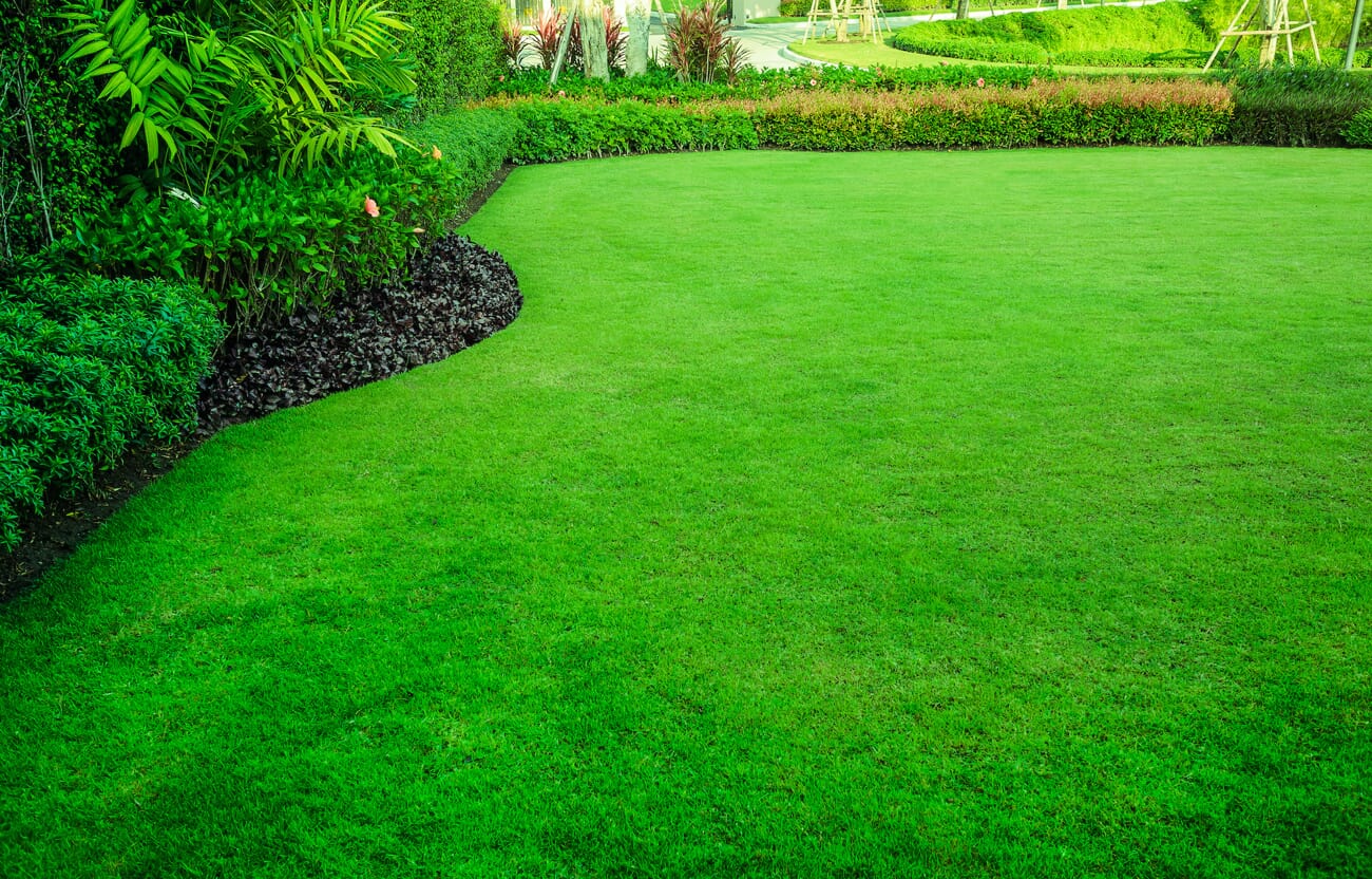 lush lawn